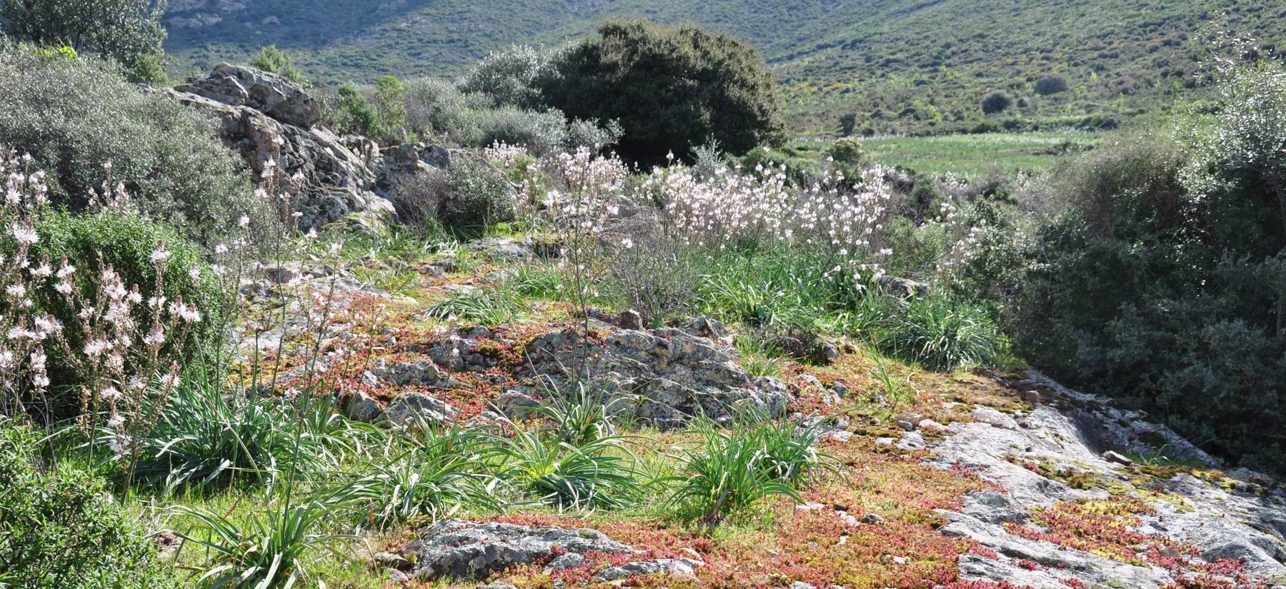Rocaille fleurie d'asphodèles et de sedums
